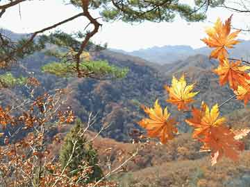 蒲城張兆武最新動(dòng)態(tài)，時(shí)代先鋒的堅(jiān)實(shí)足跡